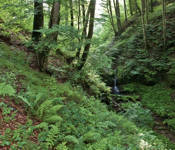 A small waterfall on the gorge trail, &copy; Naturpark S&uuml;deifel, Thomas Kirchen