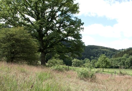 Grüne Wiesen und Bäume im Eifeltal unter einem blauen Himmel mit weißen Wolken., © V. Teuschler