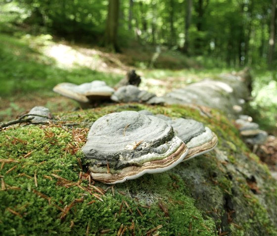 tinder fungus, © Elke Wagner, Felsenland Südeifel Tourismus GmbH