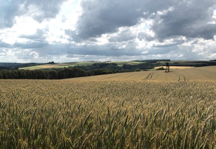 Ein weites Weizenfeld mit einem Hochsitz im Hintergrund, unter einem dramatisch bewölkten Himmel in einer ländlichen Landschaft., © Naturpark Südeifel, Volker Teuschler