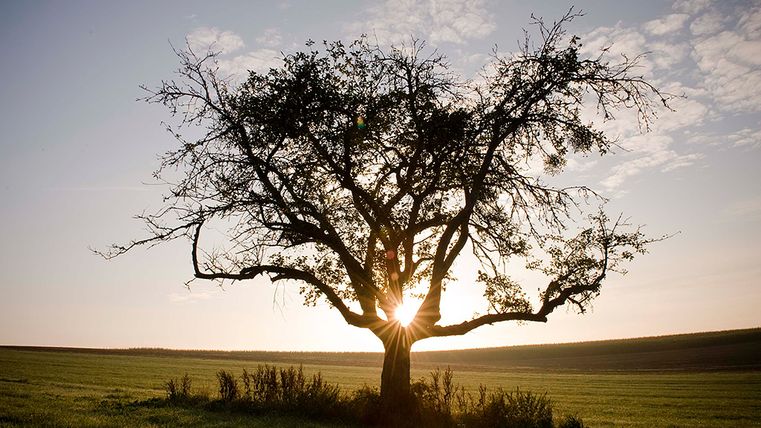 Ein einzelner Baum auf einem Feld bei Sonnenuntergang, die Sonne scheint durch die Äste.
