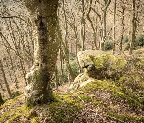 Moosbedeckter Felsen im Wald, umgeben von kahlen Bäumen. Der Boden ist mit Laub bedeckt, und die Atmosphäre wirkt ruhig und naturbelassen.