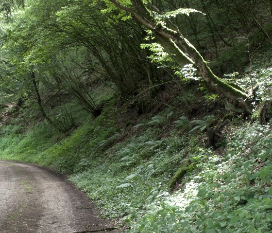 Forest path in the Prümtal, © V. Teuschler