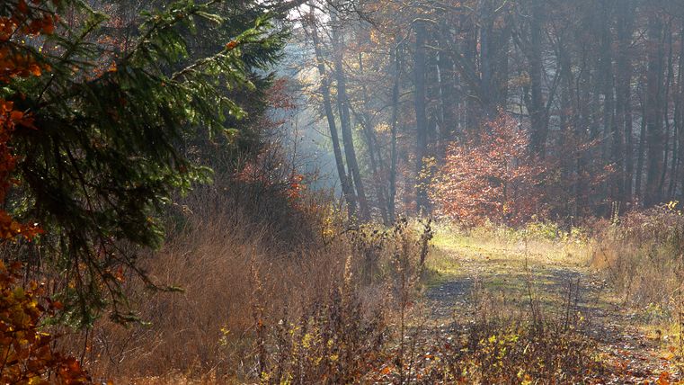 Herbstlicher Waldweg im Grimbachtal mit buntem Laub und Sonnenstrahlen.