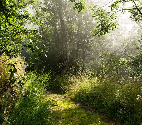 Ein sonniger Waldweg mit üppigem Grün und Bäumen im Hintergrund.