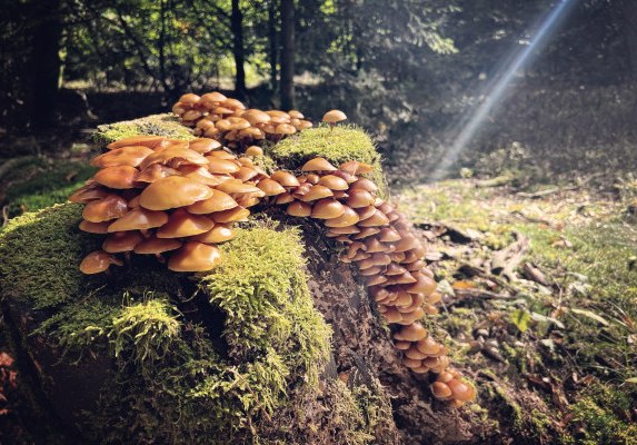 Die Wälder rund um die Schankweiler Klause bieten optimale Bedingungen für viele Arten von Pilzen.