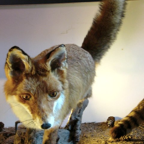 House of Hunting Ernzen - Fox model, © Holger Weber