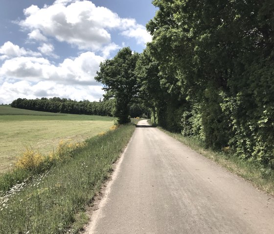 Broom blossom on the Enz cycle path, © Eifel Tourismus GmbH
