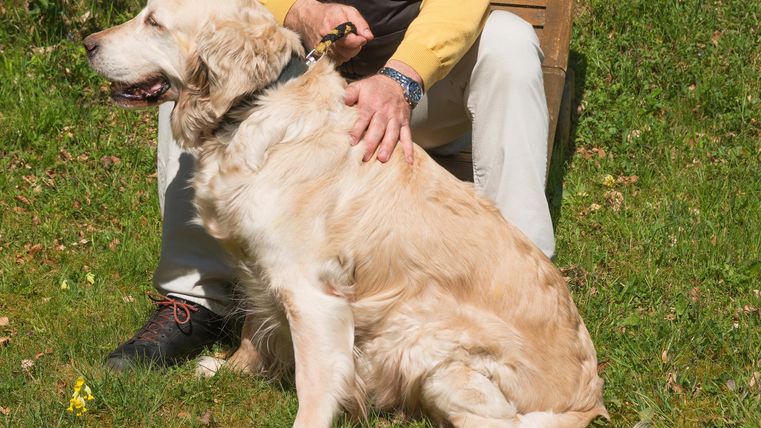 Ein golden retriever sitzt neben einem Mann im Freien. Es ist ein sonniger Tag und die Umgebung ist grün und ruhig.