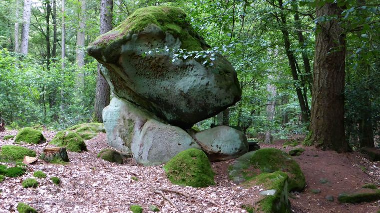 A large, moss-covered rock in the forest between trees. The ground is covered with leaves and small stones.
