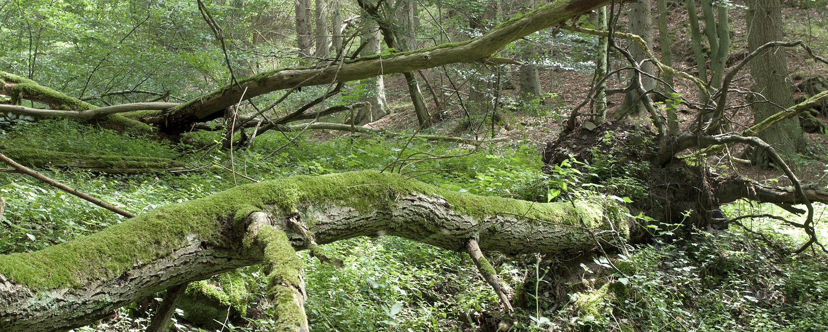 Forest idyll, &copy; V. Teuschler