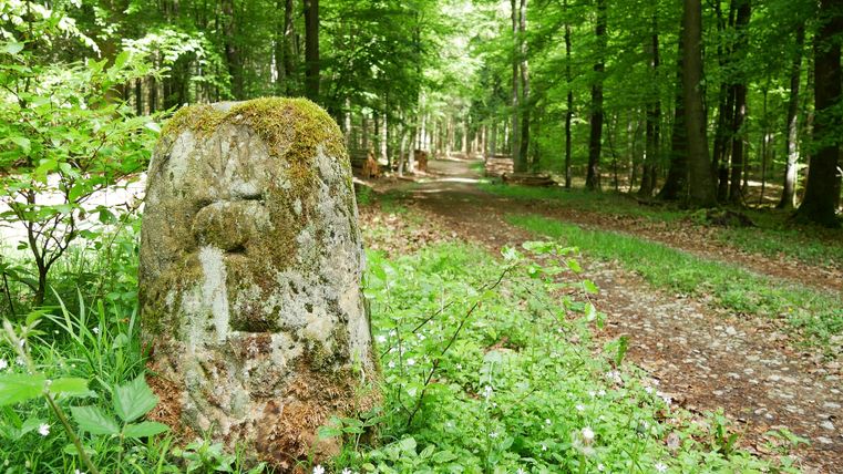 Ein moosbedeckter Grenzstein im Wald, umgeben von grüner Vegetation und einem Waldweg.