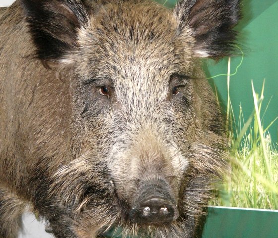 House of Hunting Ernzen - Wild boar model, © Holger Weber