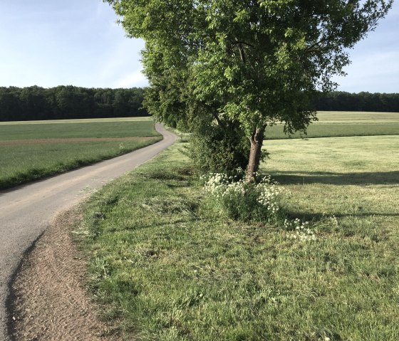 img_1066_1, &copy; Manuel Norta, Ammeldingen