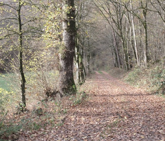 Ein herbstlicher Waldweg, bedeckt mit Laub, f&uuml;hrt durch kahle B&auml;ume. Vereinzelt sind gr&uuml;ne Bl&auml;tter und B&uuml;sche zu sehen., &copy; Felsenland S&uuml;deifel Tourismus GmbH, Natalie Mainz
