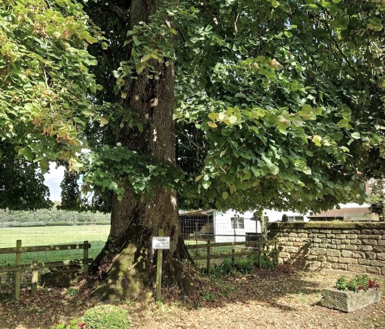 Linde, &copy; Felsenland-S&uuml;deifel Tourismus GmbH