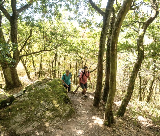 Deux randonneurs sur un sentier étroit et boisé dans le Lätgesberg. Le soleil brille à travers les arbres et éclaire le sol recouvert de mousse., © Eifel Tourismus GmbH, D. Ketz