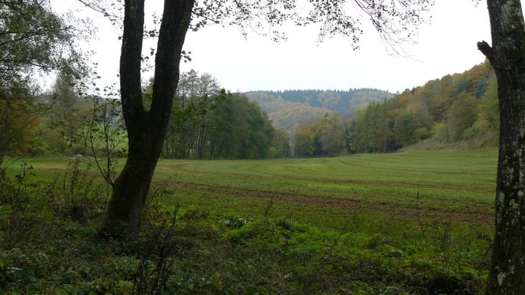 Landschaft mit Bäumen und Wiese im Vordergrund, Wald im Hintergrund.