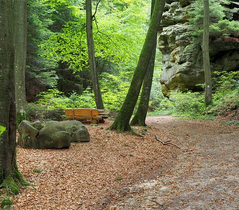 Waldweg mit Bank und Felsformation im Hintergrund.
