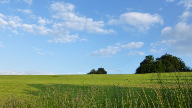 Grüne Wiese unter blauem Himmel mit Wolken und Bäumen am Horizont.