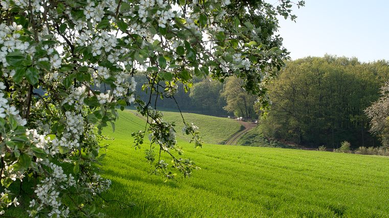 Blühender Baum im Vordergrund, grüne Wiese und Wald im Hintergrund.