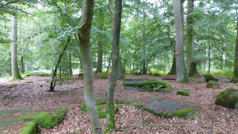 Wald mit moosbedeckten Steinen und Laub am Boden.