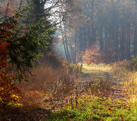 Ein herbstlicher Waldweg im Grimbachtal mit buntem Laub und Sonnenlicht.