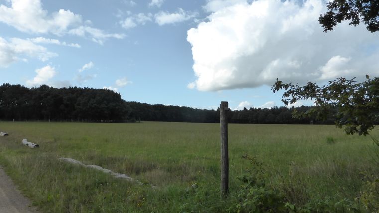 Grüne Wiese mit Wald im Hintergrund und blauem Himmel mit Wolken.