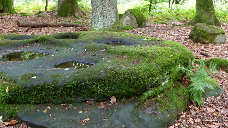 Moosbedeckte Felsvertiefungen im Wald bei Bollendorf.