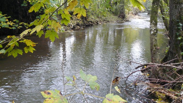 Ein ruhiger Fluss, umgeben von Bäumen mit herbstlich gefärbten Blättern.
