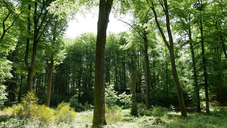 Ein sonniger Wald mit hohen Bäumen und grünem Unterholz.