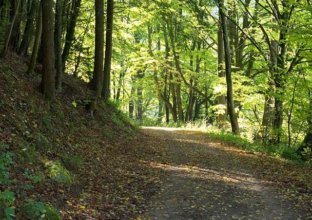 Ein Waldweg im Nusbaumer Hardt, umgeben von grünen Bäumen und Sonnenlicht.