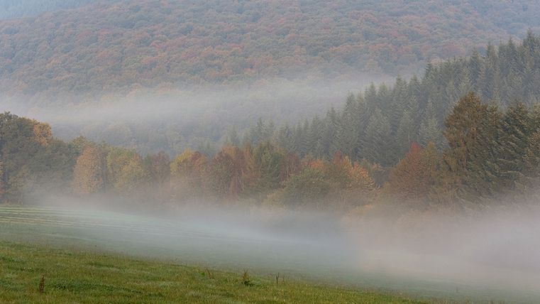Nebelige Landschaft mit Wald und Wiesen im Herbst.