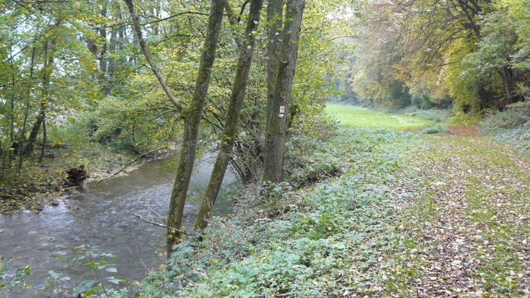 Ein kleiner Fluss fließt durch einen Wald mit Herbstlaub.