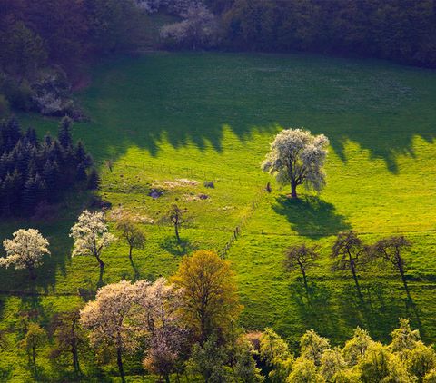 Landschaft im Prümtal mit blühenden Bäumen und grünen Wiesen.