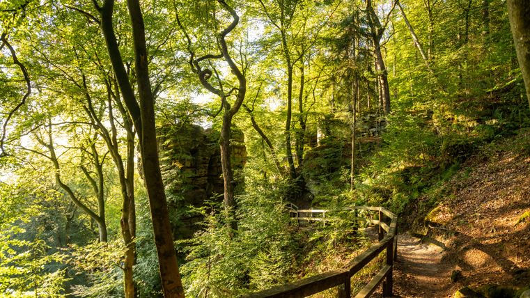 Ein Waldweg mit Geländer führt durch einen sonnendurchfluteten Wald nahe der Teufelsschlucht.