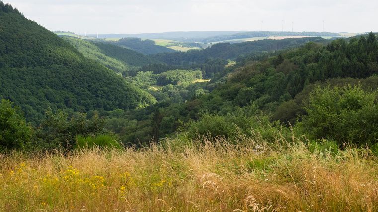 Panoramablick über ein grünes Tal mit Wäldern und Wiesen.