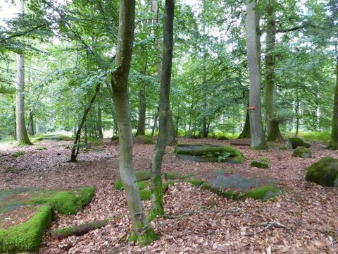Ein ruhiger Wald mit hohen Bäumen und moosbedeckten Steinen. Der Boden ist mit buntem Laub bedeckt.