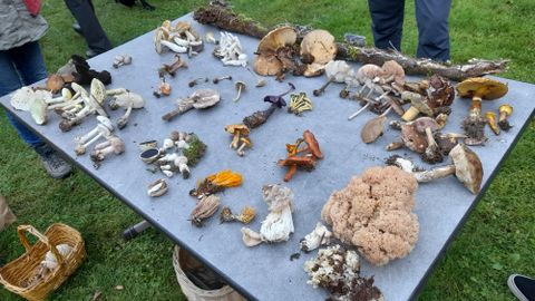 Een tafel vol verschillende paddenstoelen in verschillende kleuren en vormen. Sommige paddenstoelen zijn eetbaar, terwijl andere giftig kunnen zijn.