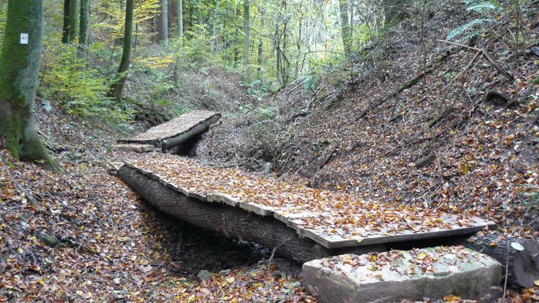 Ein Bohlenweg aus Holz führt durch einen herbstlichen Wald mit Laub bedeckt.