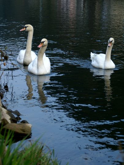 Drei Schwäne schwimmen ruhig auf einem stillen Gewässer. Ihre Reflexionen sind auf der Wasseroberfläche zu sehen.