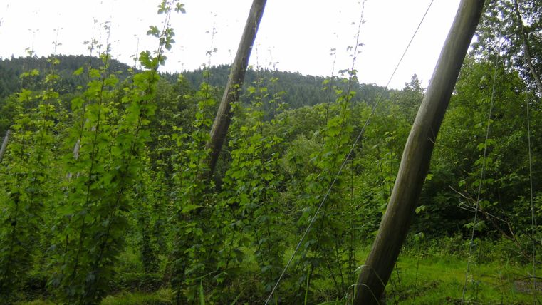 Ein Feld mit Hopfenpflanzen, die an Holzpfählen wachsen. Im Hintergrund sind grüne Hügel sichtbar.