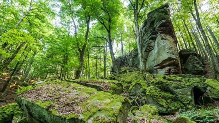Felsformation im Wald mit Moos bedeckt.
