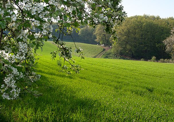 Grüne Wiese mit blühendem Baum im Vordergrund und Wald im Hintergrund.