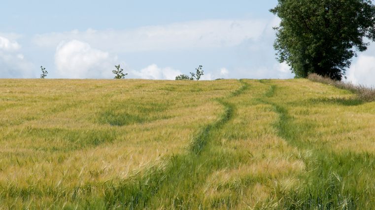 Ein Feld mit hohem Gras und einem Baum am Horizont unter blauem Himmel.