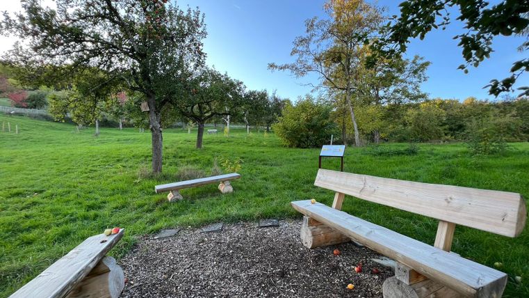 Eine ruhige Wiese mit Baumstämmen. Es gibt zwei Bänke aus Holz, umgeben von grünen Bäumen und Gras.