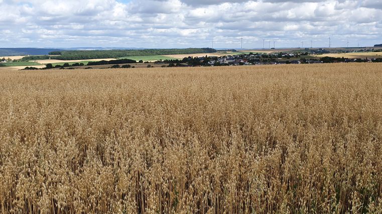Weites Getreidefeld mit Dorf und Windrädern im Hintergrund unter bewölktem Himmel.