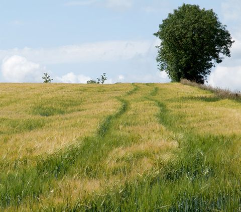 Ein Feldweg führt durch ein Getreidefeld zu einem einzelnen Baum am Horizont.
