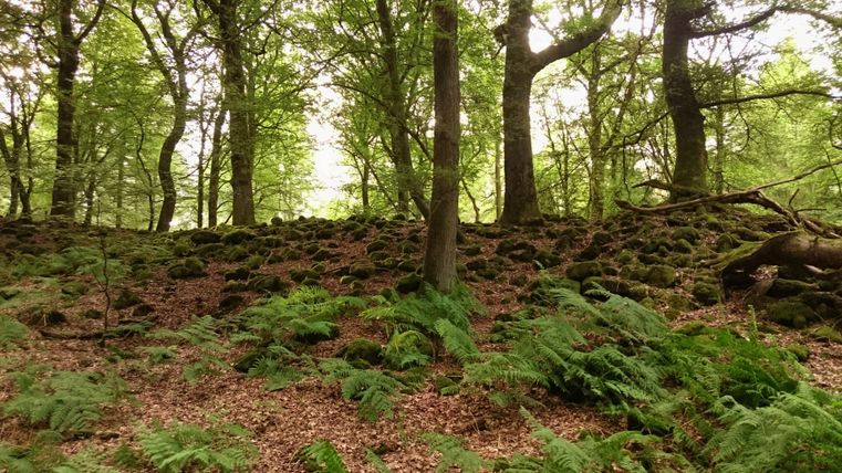 Ein ruhiger Wald mit grünen Farnen und hohen Bäumen. Der Boden ist mit Moos und Laub bedeckt.