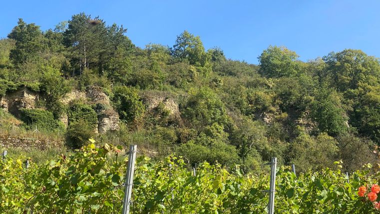 Ein malerischer Weinberg mit grünen Reben und sanften Hügeln im Hintergrund. Der Himmel ist klar und blau, was die natürliche Schönheit der Landschaft betont.